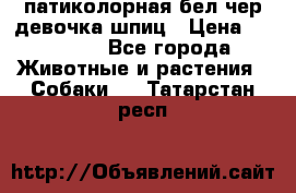 патиколорная бел/чер девочка шпиц › Цена ­ 15 000 - Все города Животные и растения » Собаки   . Татарстан респ.